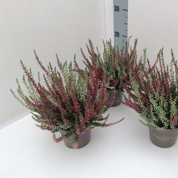 Calluna vulgaris GARDEN GIRLS MIX IN POT TWIN
