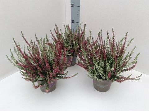 Calluna vulgaris GARDEN GIRLS MIX IN POT TWIN