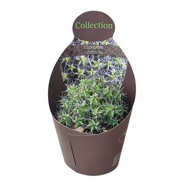 Euphorbia mitriformis