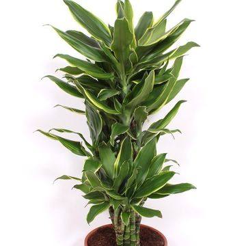 Dracaena fragrans 'Golden Coast'