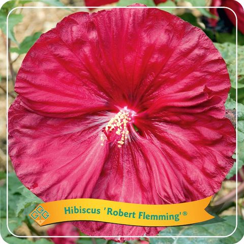 Hibiscus 'Robert Fleming'