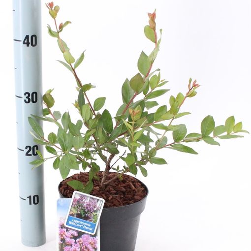 Lagerstroemia indica WITH LOVE ETERNAL (About Plants Zundert BV)