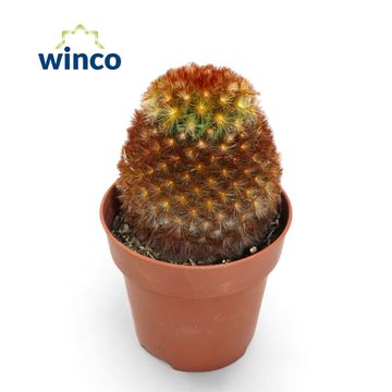 Mammillaria carmenae rubrispina