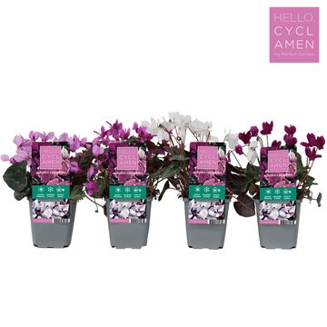 Cyclamen AUTUMN MIX