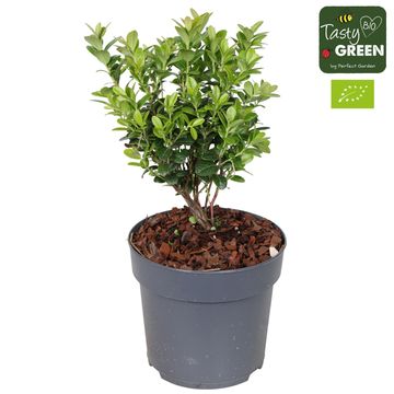 Vaccinium vitis-idaea FIREBALLS