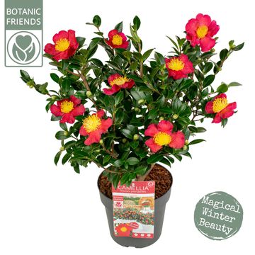 Camellia sasanqua 'Yuletide'