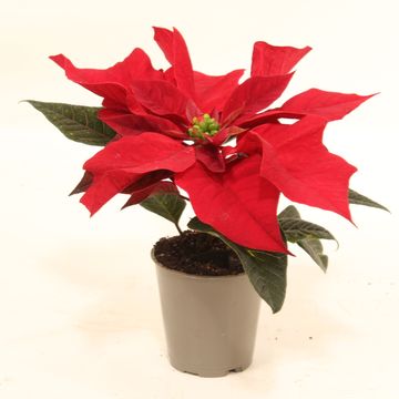 Euphorbia pulcherrima CHRISTMAS FEELINGS