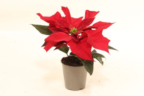 Euphorbia pulcherrima CHRISTMAS FEELINGS