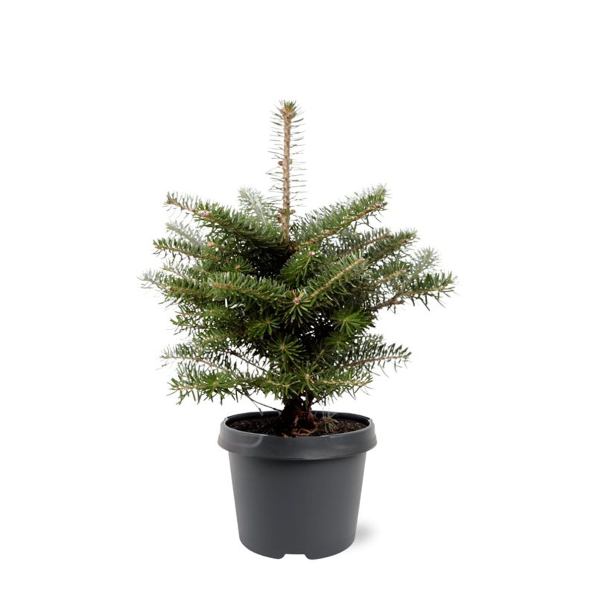 Abies koreana — Plant Wholesale FlorAccess