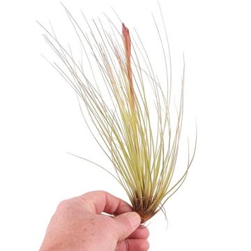 Tillandsia juncea
