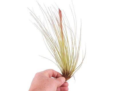 Tillandsia juncea