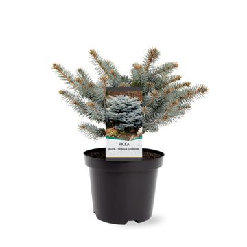 Picea pungens 'Glauca Globosa'