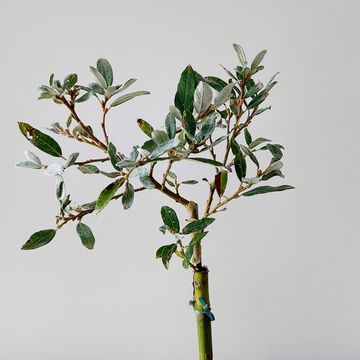 Salix helvetica