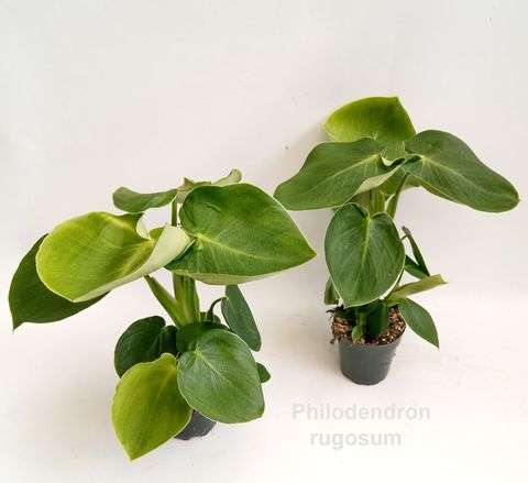 Filodendron rugosum