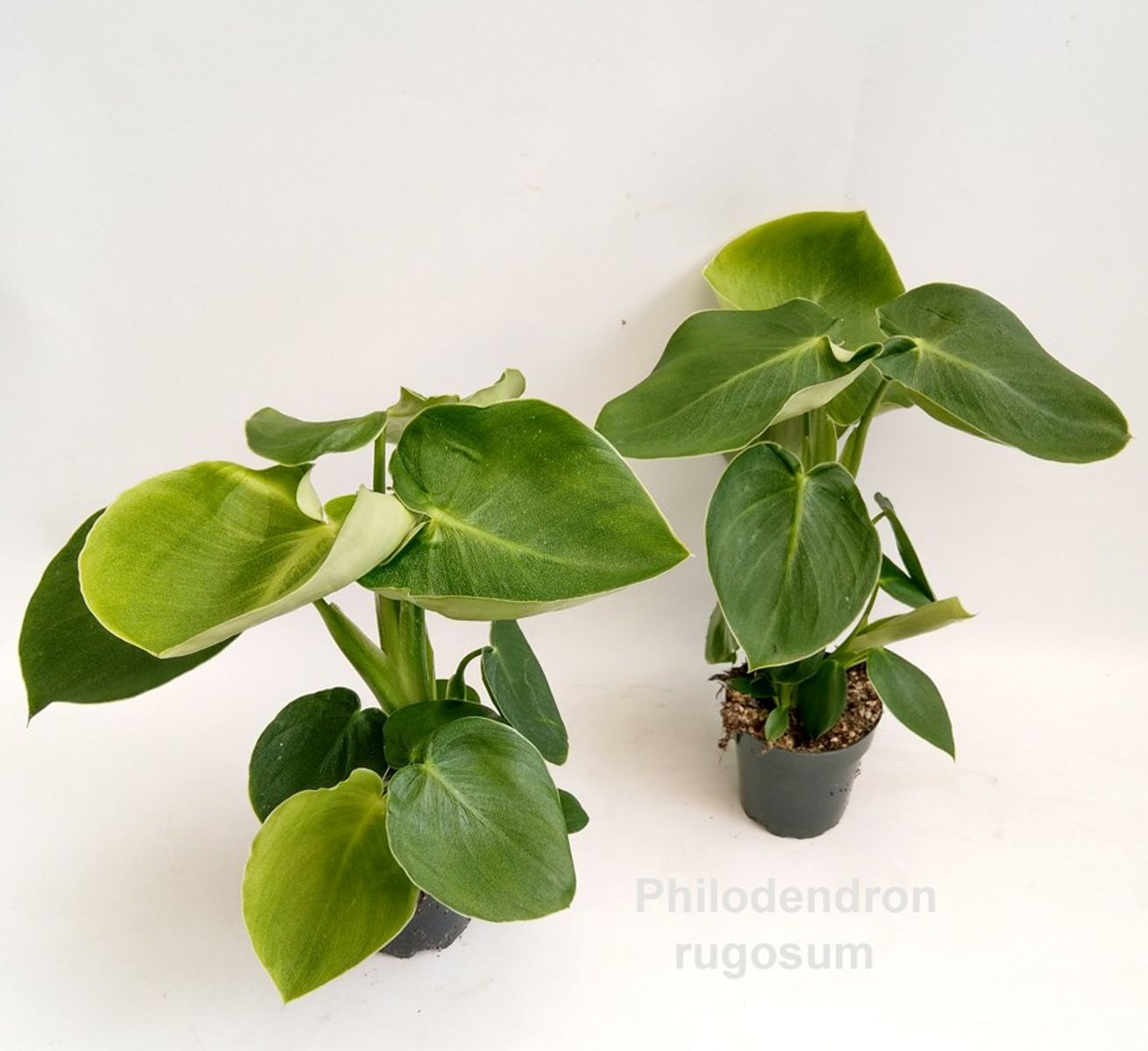 Philodendron rugosum  Plant Wholesale FlorAccess