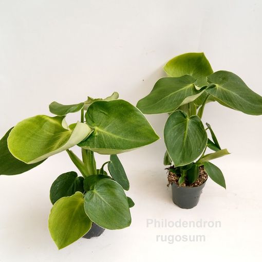 Philodendron rugosum