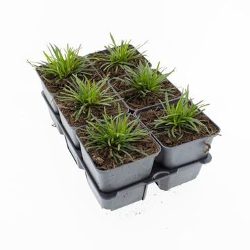 Armeria maritima 'Alba'