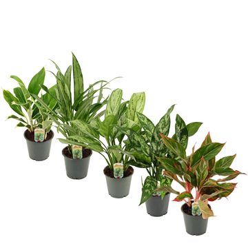 Aglaonema MIX