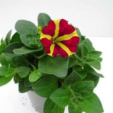 Petunia AMORE QUEEN OF HEARTS
