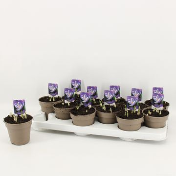 Crocus vernus 'Pickwick'