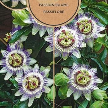 Passiflora caerulea