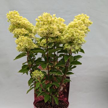 Hydrangea paniculata PINKLIGHT
