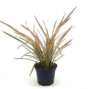 Phormium 'Rainbow Sunrise'