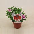 Pelargonium crispum 'Lemona'