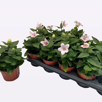 Platycodon grandiflorus POP STAR ROSE