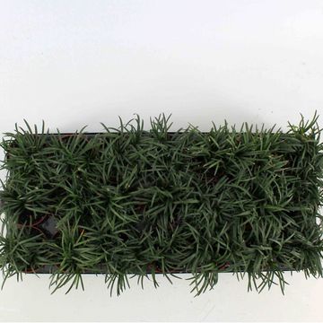 Ophiopogon japonicus 'Minor'
