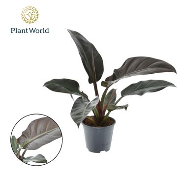 Philodendron 'Imperial Red'