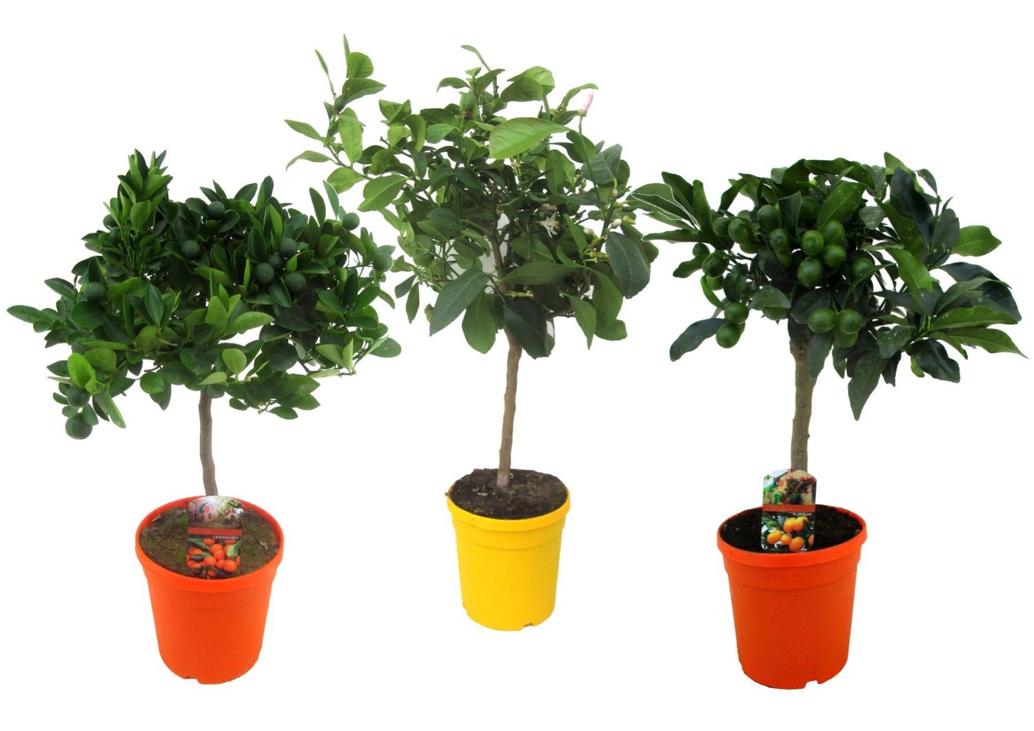 Citrus MIX — Plant Wholesale FlorAccess