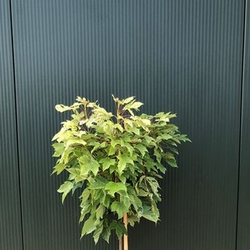 Acer pseudoplatanus 'Esk Sunset'