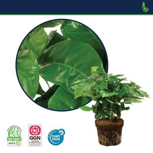 Coffea arabica (Bunnik Plants)