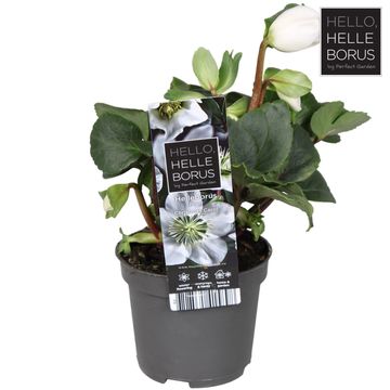 Helleborus niger 'Christmas Carol'