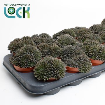 Crassula 'Crassimus'