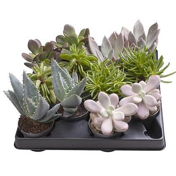 χυμώδη φυτά MIX