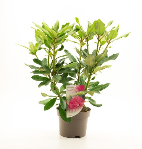 Rhododendron 'Нова Зембла'