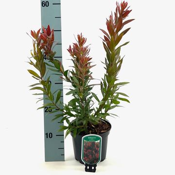 Callistemon 'Red Rocket'