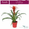 Guzmania 'Ostara'