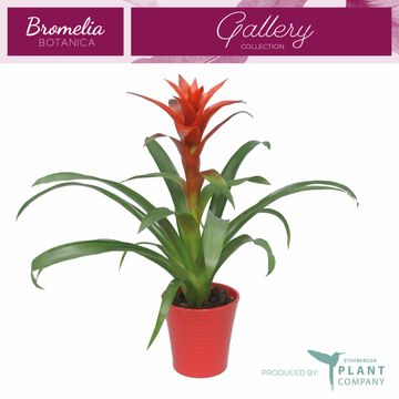 Guzmania 'Ostara'