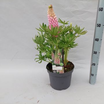 Lupinus 'Blossom'