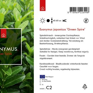 Euonymus japonicus 'Green Spire'