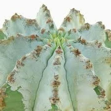 Euphorbia horrida alba