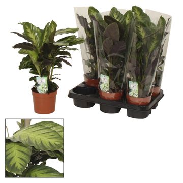 Calathea 'Misto'