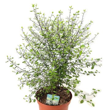 Pittosporum tenuifolium 'Silver Sheen'