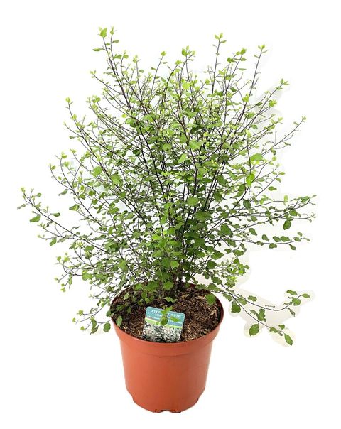 Pittosporum tenuifolium 'Silver Sheen'