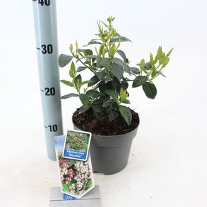 Viburnum tinus 'Eve Price'