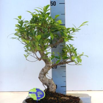 Ficus microcarpa
