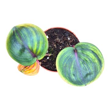 Geogenanthus ciliatus 'Aura Flame'